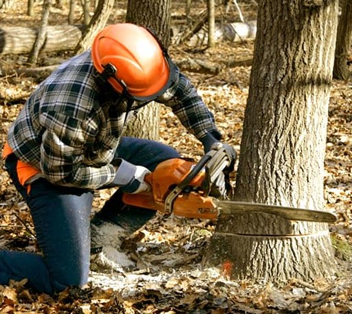 Tree Removal in Ralston, WY